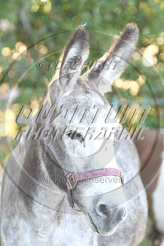 Donkey Breed Society Show at Underriver 